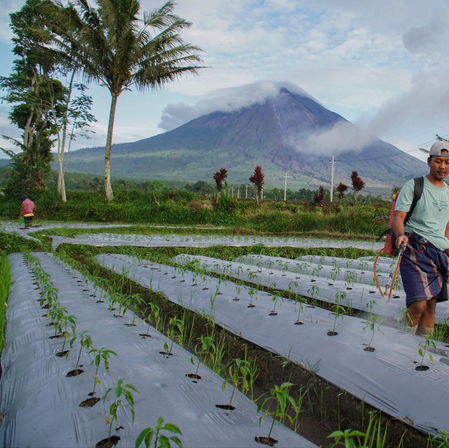 Musim Tanam Tiba, Petani Lumajang Kembali Tanam Cabai