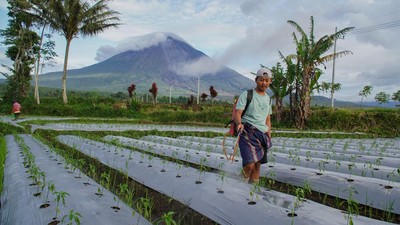 Musim Tanam Tiba, Petani Lumajang Kembali Tanam Cabai