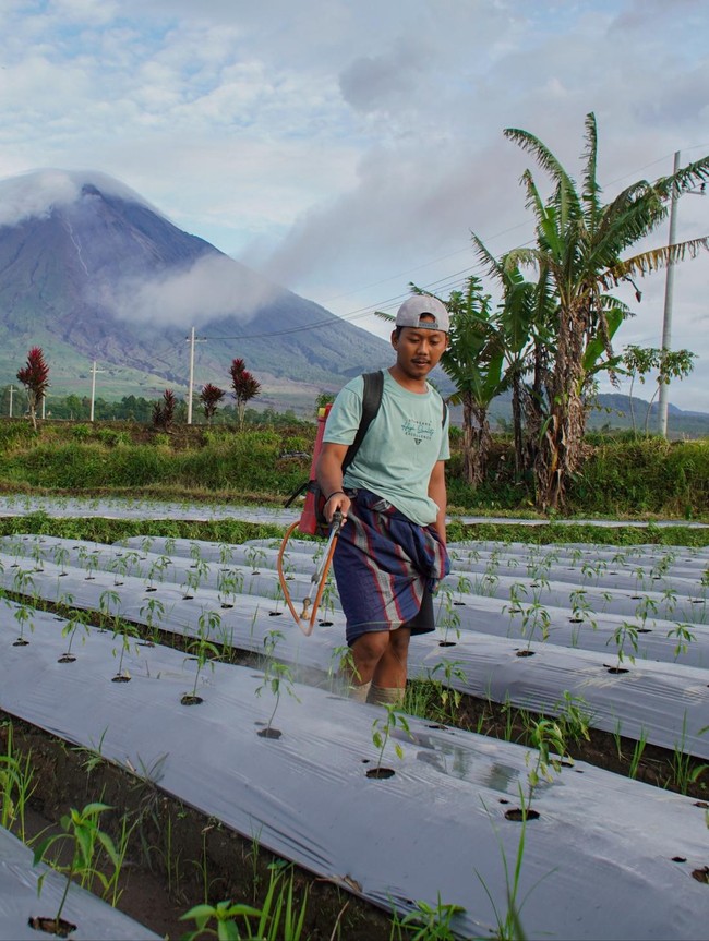 Musim Tanam Tiba, Petani Lumajang Kembali Tanam Cabai