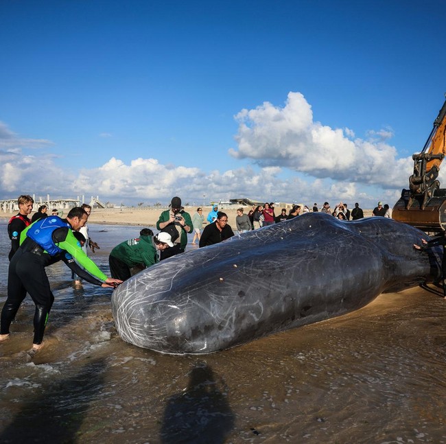 Paus Sperma Raksasa Ditemukan Mati di Pantai Selatan Israel