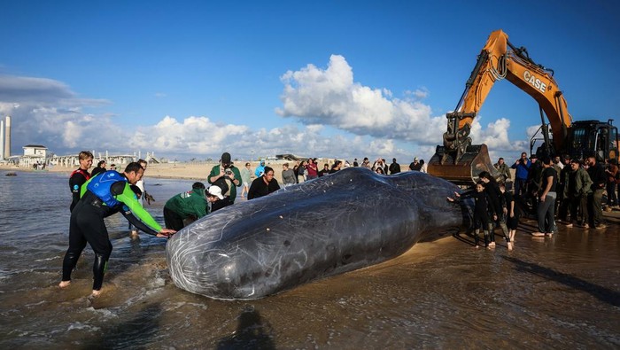 The remains of a sperm whale are towed before an autopsy is conducted, at Zikim beach, close to the Gaza Strip in southern Israel, February 24, 2026. REUTERS/Ronen Zvulun