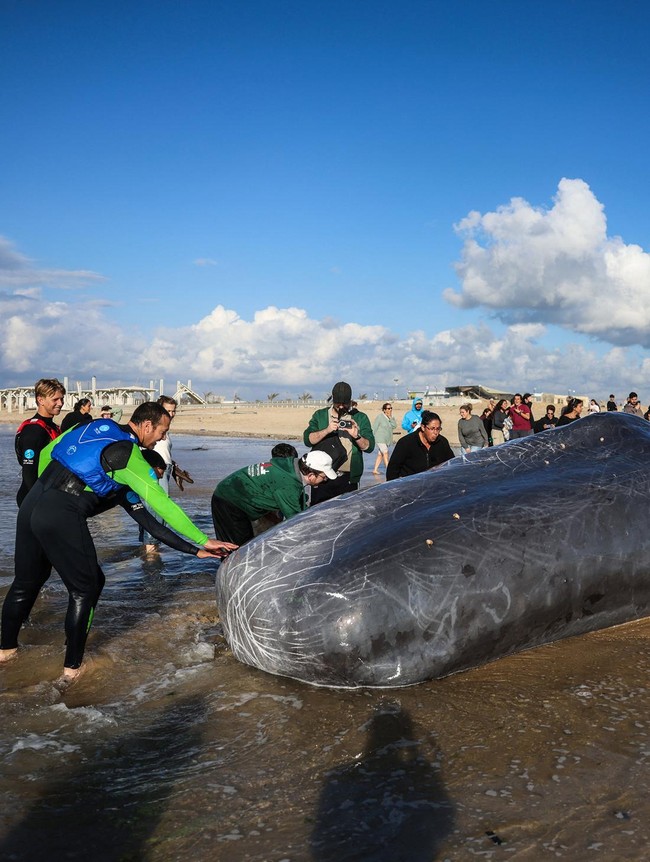 Paus Sperma Raksasa Ditemukan Mati di Pantai Selatan Israel