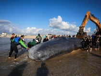 Paus Sperma Raksasa Ditemukan Mati di Pantai Selatan Israel