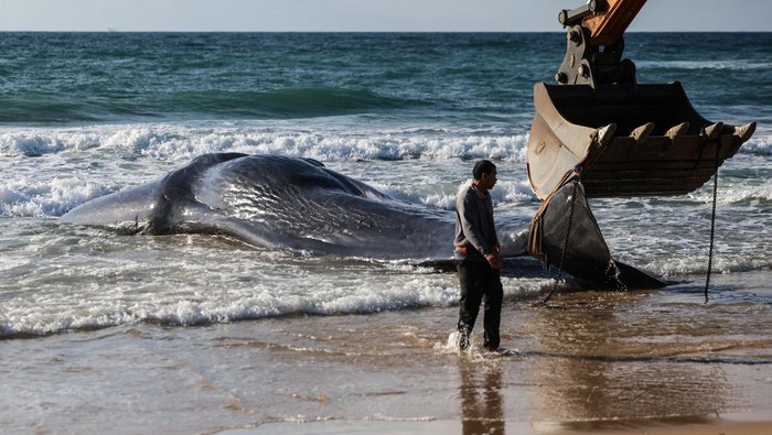 The remains of a sperm whale are towed before an autopsy is conducted, at Zikim beach, close to the Gaza Strip in southern Israel, February 24, 2026. REUTERS/Ronen Zvulun