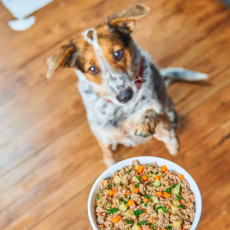 Viral 'Boy Kibble' di Tiktok, Menu Simpel Terinspirasi Makanan Anjing!