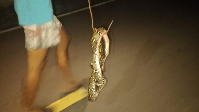Warga membunuh ular piton 3 meter di Selayar usai memangsa ayam dalam kandang.