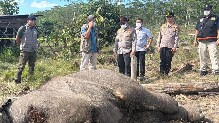 Anak gajah ditemukan mati di kawasan Taman Nasional Tesso Nilo, Pelalawan, Riau. Kapolda Riau Irjen Pol Herry Heryawan turun langsung ke lokasi untuk melakukan observasi, Kamis (26/2/2026).