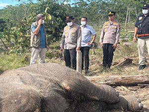 Anak Gajah Ditemukan Mati di Tesso Nilo, Kapolda Riau Turun ke Lokasi