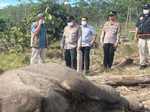 Anak Gajah Mati di Tesso Nilo Riau, Pemilik Lahan Jadi Tersangka