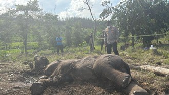 Diduga Terjebak Jerat Pemburu, Anak Gajah Tewas di Tesso Nilo