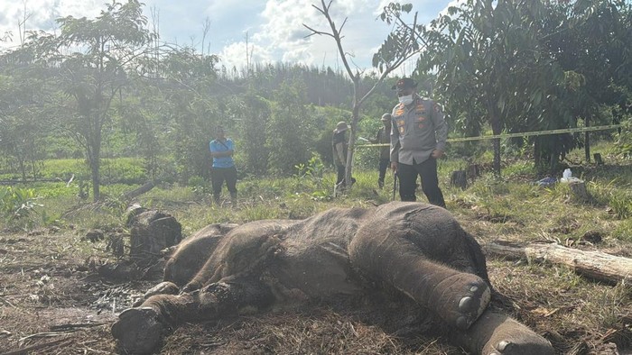 Anak gajah ditemukan mati di kawasan Taman Nasional Tesso Nilo, Pelalawan, Riau. Kapolda Riau Irjen Pol Herry Heryawan turun langsung ke lokasi untuk melakukan observasi, Kamis (26/2/2026).