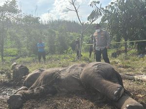 Ada Jerat Tali di Kaki Anak Gajah yang Mati di Tesso Nilo