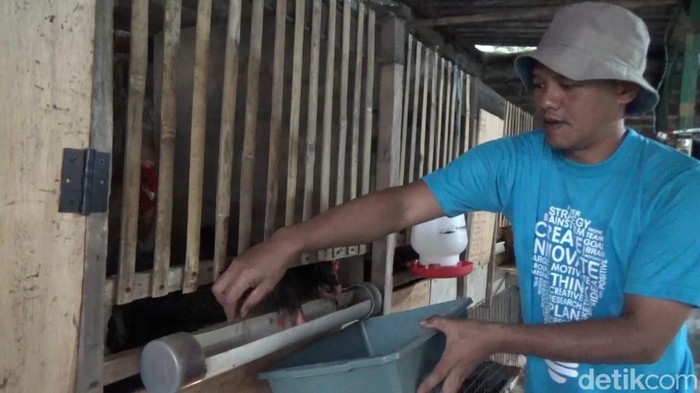 Buudidaya magot dan ayam pakai pakan limbah makanan