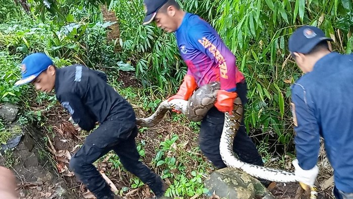 Evakuasi ular sanca seberat 15 kilogram.