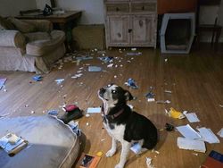 Gambar Kocak yang Bercerita, Nggak Usah Dijelasin Juga Paham