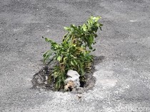 Parah! Sejumlah Ruas Jalan di Wonosari Sengaja Dilubangi