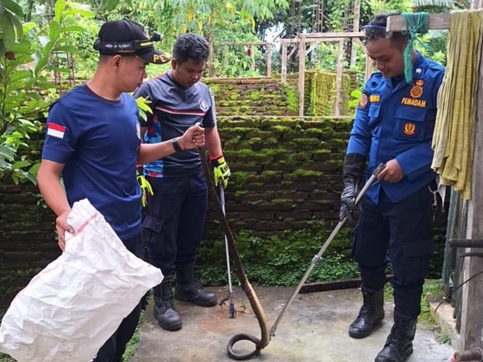 Petugas Damkar Satpol PP Boyolali mengevakuasi ular koros di pekarangan rumah warga, Kamis (26/2/2026).