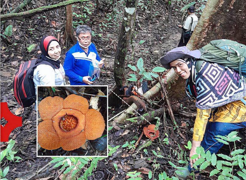 Rafflesia harjatii ditemukan di Kalimantan Timur.