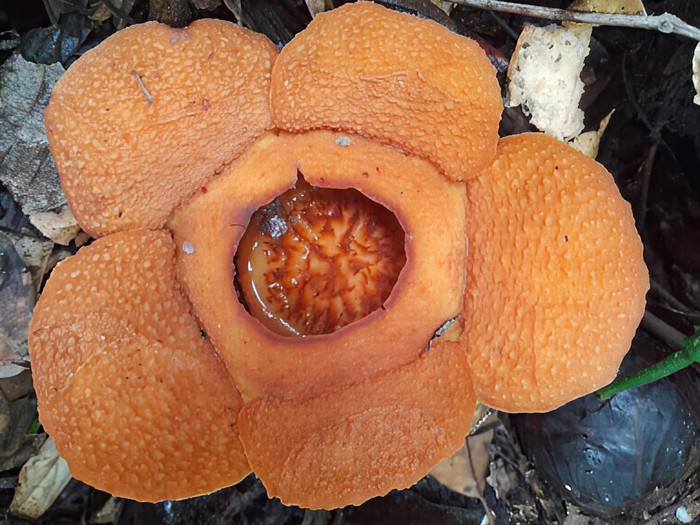 Rafflesia harjatii yang ditemukan di Kalimantan Timur.