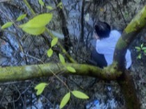 Peneliti Unud Duga Ratusan Mangrove Tahura Mati Tercemar Logam Berat-BBM