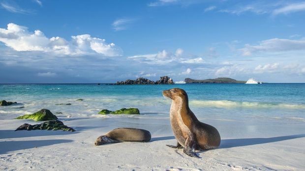 Singa laut di Galapagos Singa laut di Galapagos