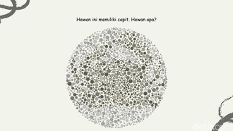 Bisa Temukan 4 Gambar Hewan? Harusnya Mudah Kalau Lolos Tes Buta Warna