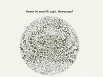 Bisa Temukan 4 Gambar Hewan? Harusnya Mudah Kalau Lolos Tes Buta Warna