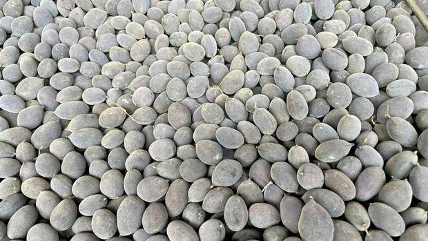 Dabai dikenal dengan kulit hitam pekat dan daging buah berwarna kuning lembut. Cara menikmatinya pun unik, yakni direndam dalam air hangat hingga teksturnya lunak, kemudian disantap dengan taburan garam atau gula. Sensasi gurih dan legit menjadi daya tarik tersendiri.Sedangkan asam keranji memiliki cangkang keras namun rapuh, dengan rasa asam-manis menyegarkan di dalamnya. Buah musiman ini kerap menjadi camilan favorit masyarakat perbatasan hingga mancanegara.