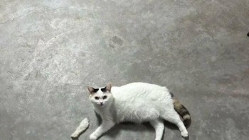 Pertama lihat, kaki kucingnya seperti lepas. Ternyata itu bulu! Foto: Odd_Key_9191 via Bored Panda  