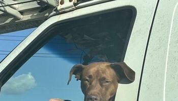 Anjing mengendarai mobil. Foto: Jbooxie via Bored Panda  