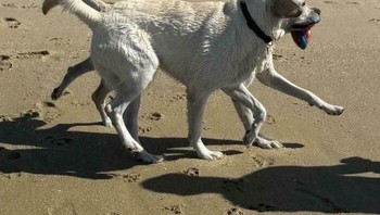 Kakinya terlihat banyak. Kelewat banyak. Foto: doradiamond via Bored Panda  