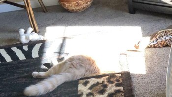 Kucing menemukan portal ke dunia lain. Foto: 24Canoe via Bored Panda  