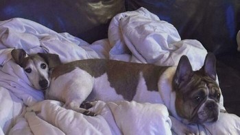 Anjingnya jadi panjang. Foto: NicholasAvalon via Bored Panda