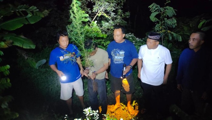 Barang bukti tanaman ganja yang disita dari tersangka di Plosoklaten, Kediri