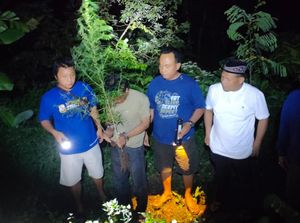 5 Fakta Penemuan Kebun Ganja Rumahan di Plosoklaten Kediri