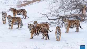 Baru Tahu, Harimau di China Juga Jalani Puasa untuk Kesehatan