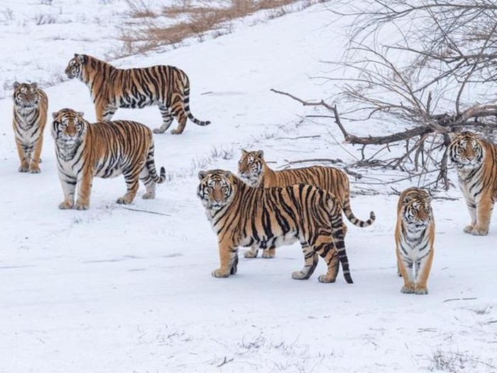 Harimau di Siberia Tiger Park, China