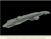 Pertama! Kapal Pesiar Mesir Kuno Ditemukan Dekat Pantai Alexandria