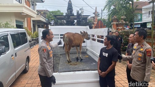 Kapolres Karangasem AKBP I Made Santika saat menyerahkan satu ekor anak sapi jantan kepada pemiliknya di Polres Karangasem, Jumat (27/2/2026) (foto: I Wayan Selamat Juniasa)