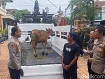 Ditawar Rp 3 Juta Tak Dilepas, Anak Sapi di Karangasem Dicuri Calon Pembeli