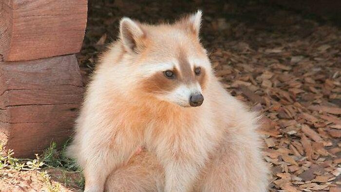 Keajaiban Warna Pudar 10 Hewan dengan Keunikan Genetik yang Menakjubkan