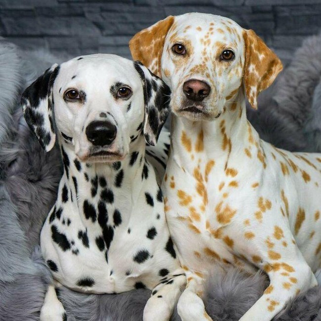 Keajaiban Warna Pudar 10 Hewan dengan Keunikan Genetik yang Menakjubkan