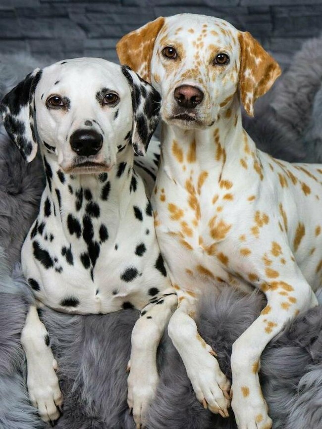 Keajaiban Warna Pudar 10 Hewan dengan Keunikan Genetik yang Menakjubkan