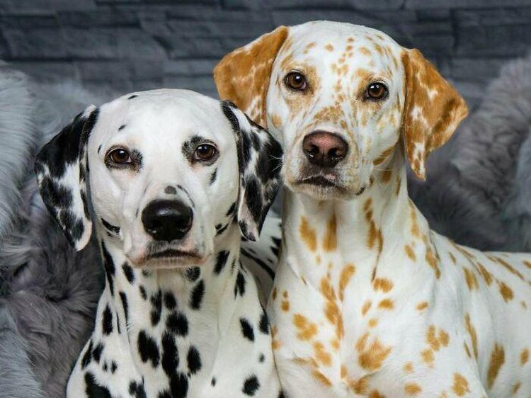 Keajaiban Warna Pudar 10 Hewan dengan Keunikan Genetik yang Menakjubkan