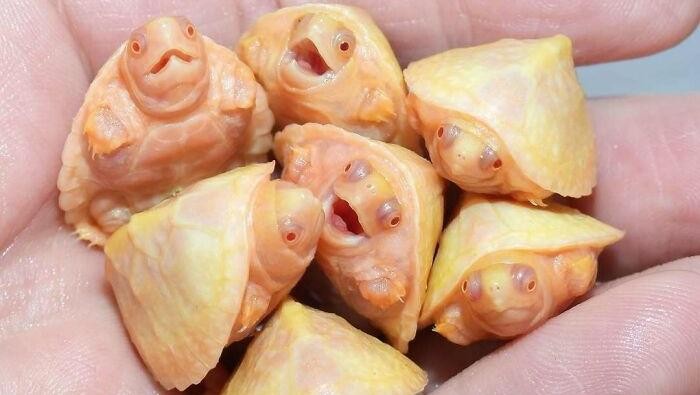 Keajaiban Warna Pudar 10 Hewan dengan Keunikan Genetik yang Menakjubkan