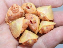 Keajaiban Warna Pudar 10 Hewan dengan Keunikan Genetik yang Menakjubkan