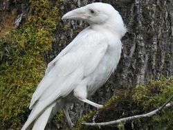 Keajaiban Warna Pudar 10 Hewan dengan Keunikan Genetik yang Menakjubkan