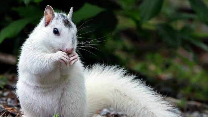 Keajaiban Warna Pudar 10 Hewan dengan Keunikan Genetik yang Menakjubkan