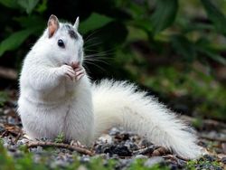 Keajaiban Warna Pudar 10 Hewan dengan Keunikan Genetik yang Menakjubkan