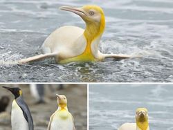 Keajaiban Warna Pudar 10 Hewan dengan Keunikan Genetik yang Menakjubkan